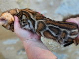 3 chatons Bengals LOOF à vendre
