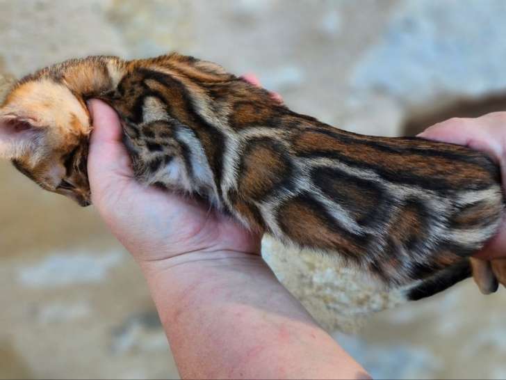 3 chatons Bengals LOOF à vendre