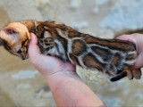 3 chatons Bengals LOOF à vendre