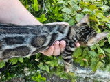 3 chatons Bengals LOOF à vendre