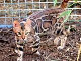 3 chatons Bengals LOOF à vendre