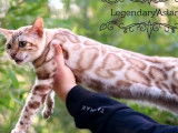 3 chatons Bengals LOOF à vendre