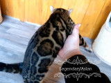 3 chatons Bengals LOOF à vendre