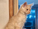 2 chatons Maine Coons LOOF à vendre, nés en juillet 2025