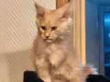 2 chatons Maine Coons LOOF à vendre, nés en juillet 2025