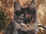 2 chatons Maine Coons LOOF à vendre, nés en juillet 2025