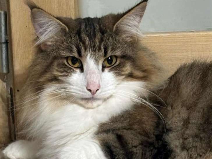1 chatte Norvégienne LOOF à vendre, née en juin 2024