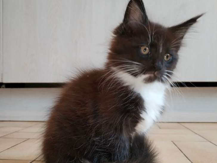 1 chatonne Maine Coon LOOF à vendre, noire et blanche née en août 2025