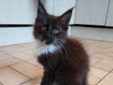 1 chatonne Maine Coon LOOF à vendre, noire et blanche née en août 2025