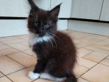 1 chatonne Maine Coon LOOF à vendre, noire et blanche née en août 2025
