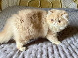 Mise en vente d'une chatonne Persane LOOF crème née le 17 mai 2025