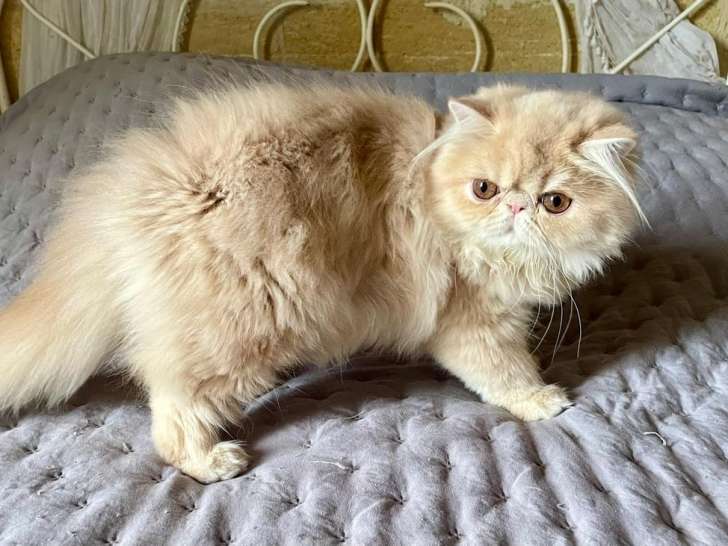 Mise en vente d'une chatonne Persane LOOF crème née le 17 mai 2025