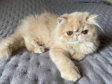 Mise en vente d'une chatonne Persane LOOF crème née le 17 mai 2025