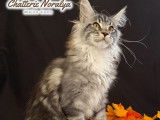 Vente d'un chaton mâle Maine Coon LOOF black silver blotched tabby né en juin 2025