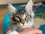 Vente d'un chaton mâle Maine Coon LOOF black silver blotched tabby né en juin 2025