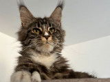 Vente d'un chaton mâle Maine Coon LOOF black silver blotched tabby né en juin 2025