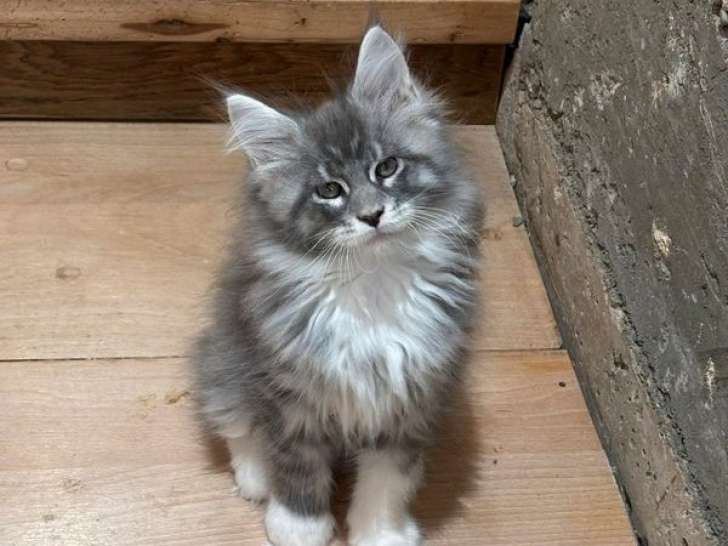 4 chatons Maine Coons LOOF à réserver, nés en août 2025, 1 mâle et 3 femelles