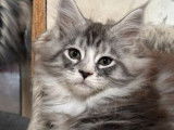 4 chatons Maine Coons LOOF à réserver, nés en août 2025, 1 mâle et 3 femelles