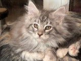 4 chatons Maine Coons LOOF à réserver, nés en août 2025, 1 mâle et 3 femelles
