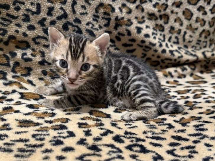 1 chaton mâle Bengal LOOF à réserver, né en septembre 2025