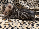 1 chaton mâle Bengal LOOF à réserver, né en septembre 2025