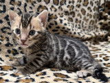 1 chaton mâle Bengal LOOF à réserver, né en septembre 2025