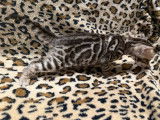 1 chaton mâle Bengal LOOF à réserver, né en septembre 2025