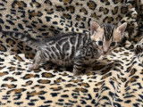 1 chaton mâle Bengal LOOF à réserver, né en septembre 2025