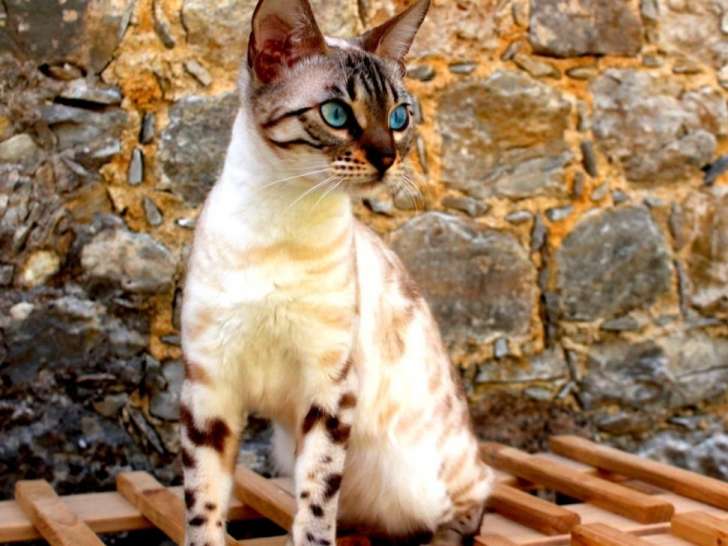 Chattes Bengals Snow Lynx LOOF à vendre