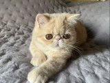 1 chatonne Exotic Shorthair LOOF à vendre, crème née en mai 2025