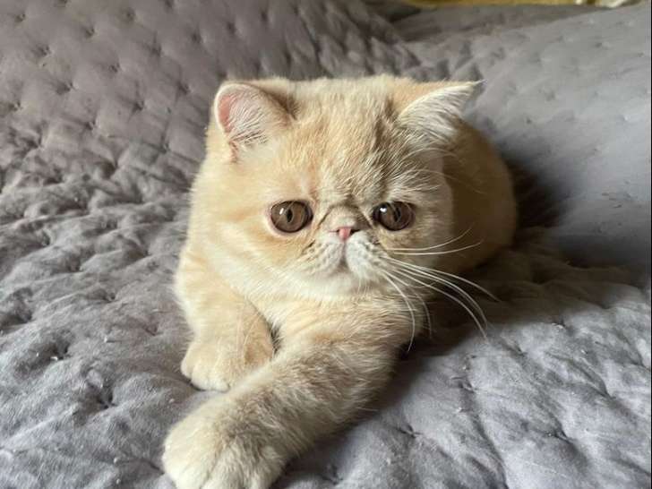 1 chatonne Exotic Shorthair LOOF à vendre, crème née en mai 2025