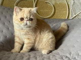 1 chatonne Exotic Shorthair LOOF à vendre, crème née en mai 2025
