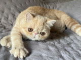 1 chatonne Exotic Shorthair LOOF à vendre, crème née en mai 2025