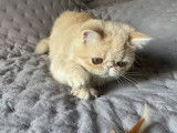 1 chatonne Exotic Shorthair LOOF à vendre, crème née en mai 2025