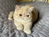 1 chatonne Exotic Shorthair LOOF à vendre, crème née en mai 2025