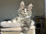 1 chaton mâle Maine Coon LOOF à vendre, né en juin 2025