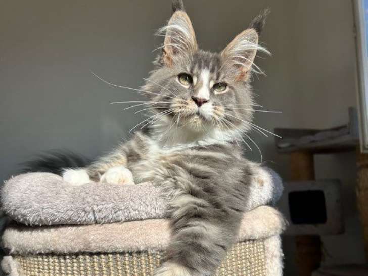 1 chaton mâle Maine Coon LOOF à vendre, né en juin 2025