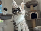 1 chaton mâle Maine Coon LOOF à vendre, né en juin 2025
