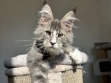1 chaton mâle Maine Coon LOOF à vendre, né en juin 2025