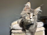 1 chaton mâle Maine Coon LOOF à vendre, né en juin 2025
