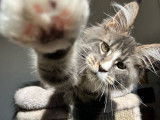 1 chaton mâle Maine Coon LOOF à vendre, né en juin 2025
