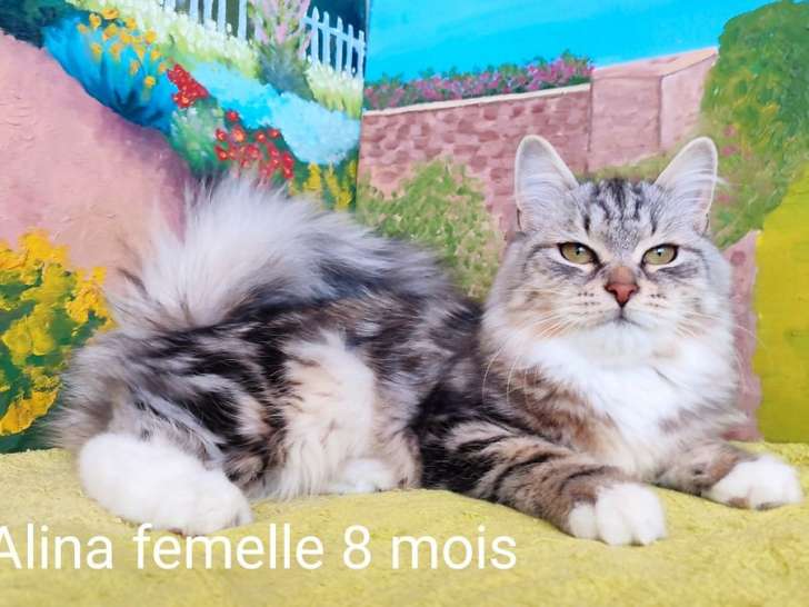 3 chatons Sibériens LOOF à vendre, nés en février 2025