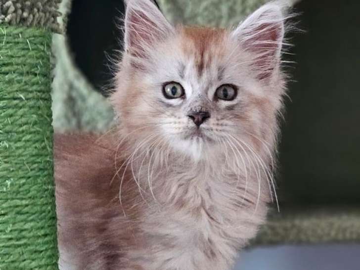 1 chaton mâle Maine Coon LOOF à vendre, black silver polydactyle né en août 2025