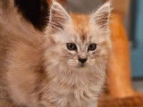 1 chaton mâle Maine Coon LOOF à vendre, black silver polydactyle né en août 2025