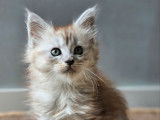 1 chaton mâle Maine Coon LOOF à vendre, black silver polydactyle né en août 2025