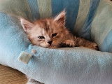 1 chaton mâle Maine Coon LOOF à vendre, black silver polydactyle né en août 2025
