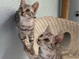 1 chaton femelle Mau Égyptien LOOF à vendre, black silver spotted tabby née en mai 2025