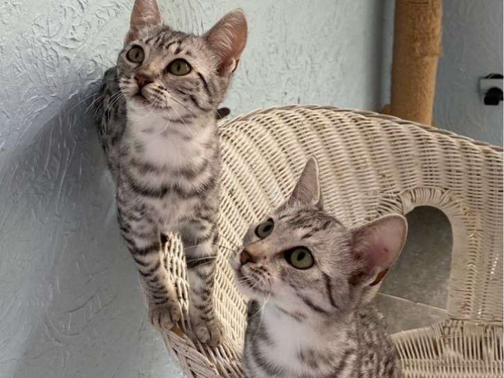 1 chaton femelle Mau Égyptien LOOF à vendre, black silver spotted tabby née en mai 2025