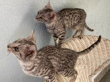 1 chaton femelle Mau Égyptien LOOF à vendre, black silver spotted tabby née en mai 2025