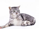 1 chaton femelle Mau Égyptien LOOF à vendre, black silver spotted tabby née en mai 2025